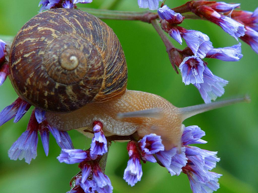 free Snail wallpaper wallpapers download