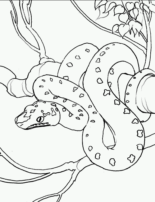 Download Snake coloring page - Animals Town - Animal color sheets Snake picture