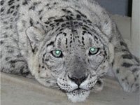 Snow Leopard picture