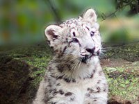 Snow Leopard cub