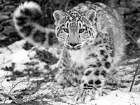 Snow Leopard picture