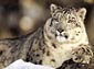 Snow Leopard wallpaper