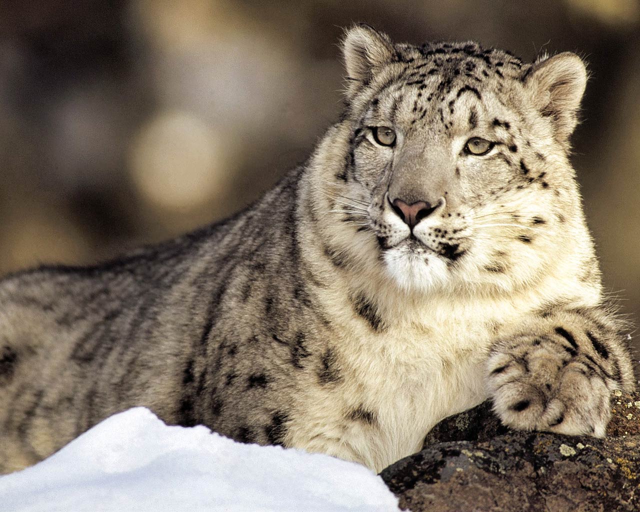 free Snow Leopard wallpaper wallpapers download