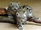 snow leopard wallpaper