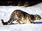 Snow Leopard wallpaper