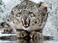 snow leopard desktop wallpaper