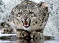 Snow Leopard wallpaper