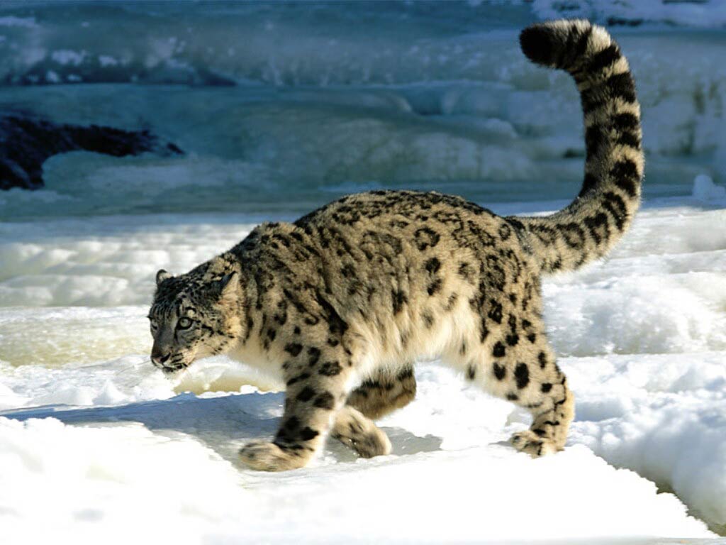 free Snow Leopard wallpaper wallpapers download