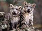 snow leopard wallpaper