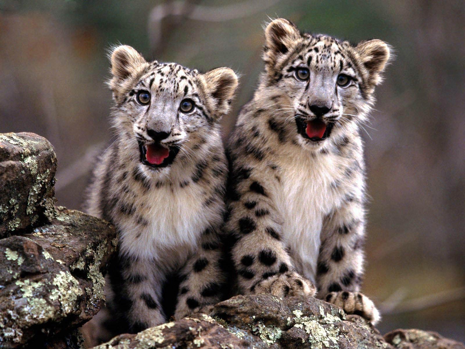 free Snow Leopard desktop wallpaper wallpapers Desktop and Mobile