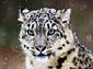 snow leopard wallpaper