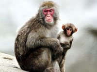 Snow Monkey with a baby