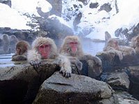 Snow Monkey picture