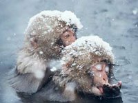 Snow Monkies swimming