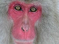 Snow Monkey