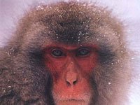 Snow Monkey photo