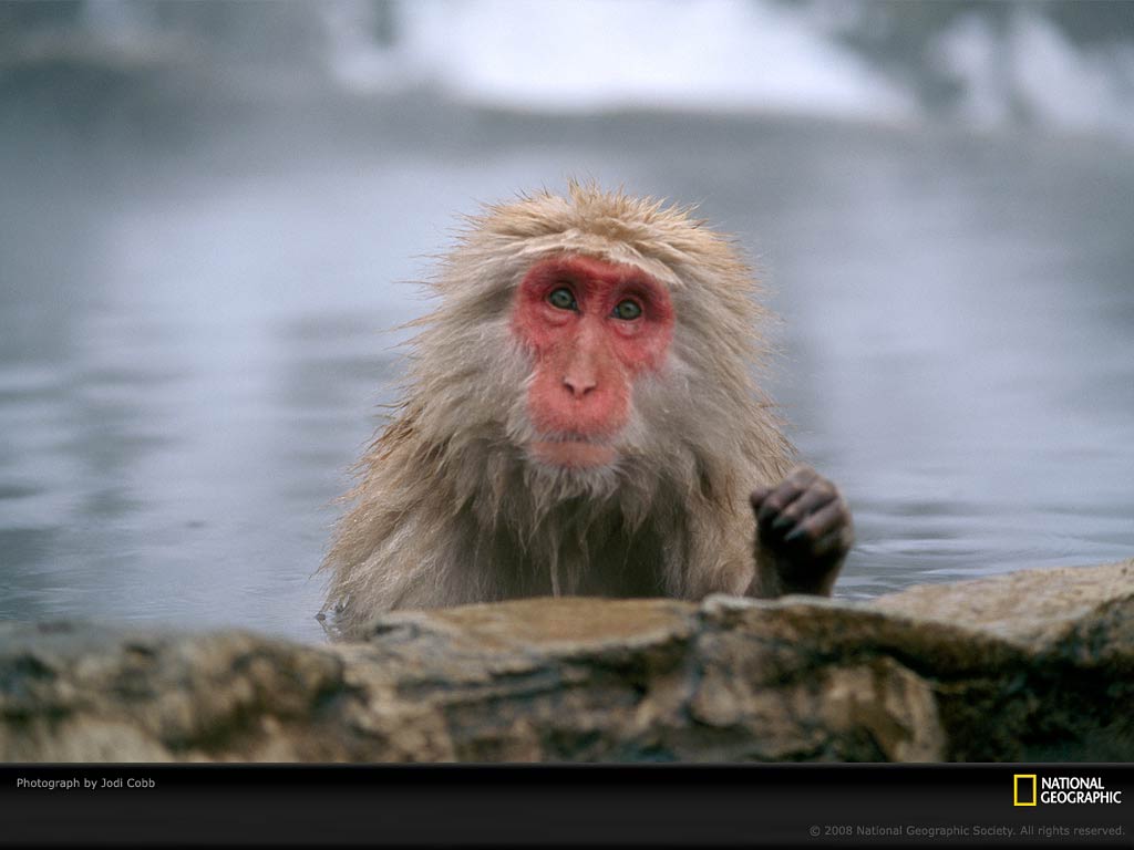 free Snow Monkey wallpaper wallpapers download