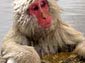 Snow Monkey wallpaper