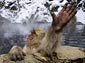 Snow Monkey wallpaper