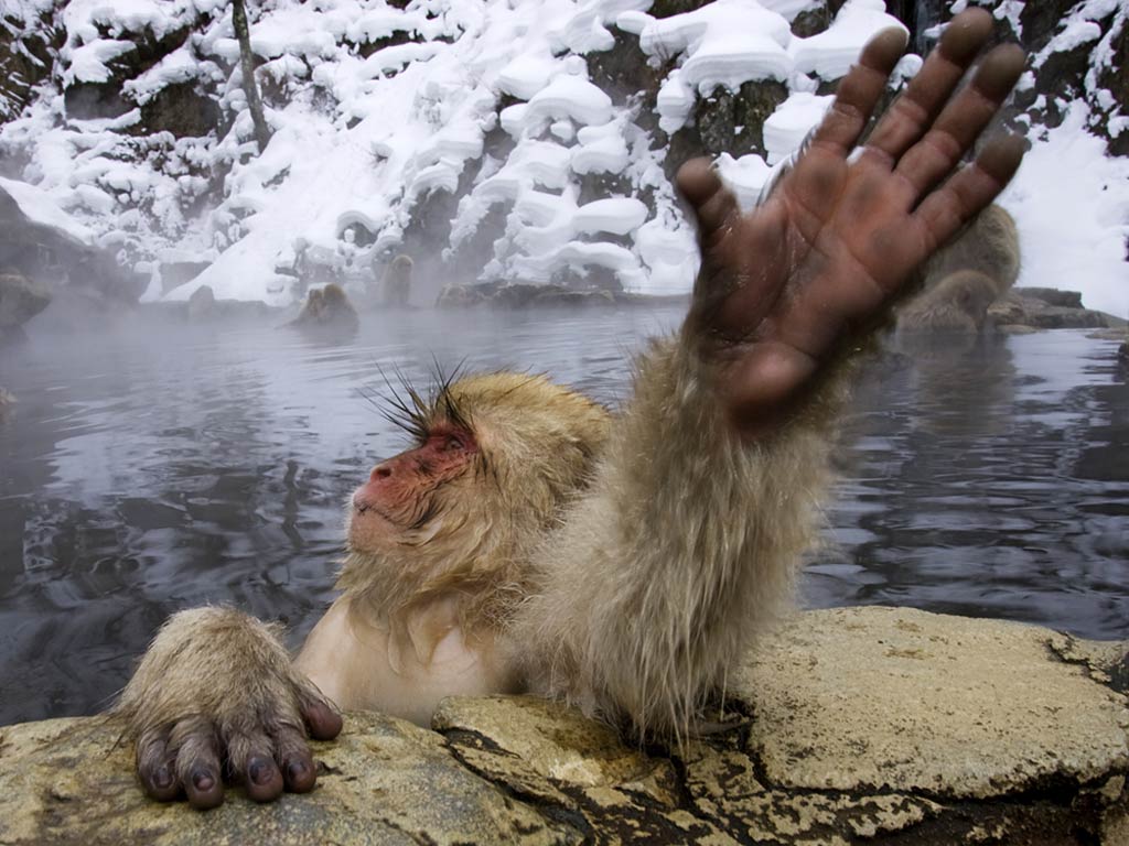 free Snow Monkey wallpaper wallpapers download