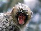 snow monkey desktop wallpaper
