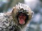 Snow Monkey wallpaper