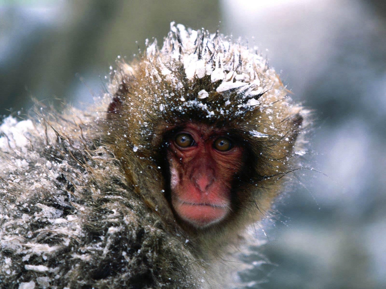 free Snow Monkey wallpaper wallpapers and background