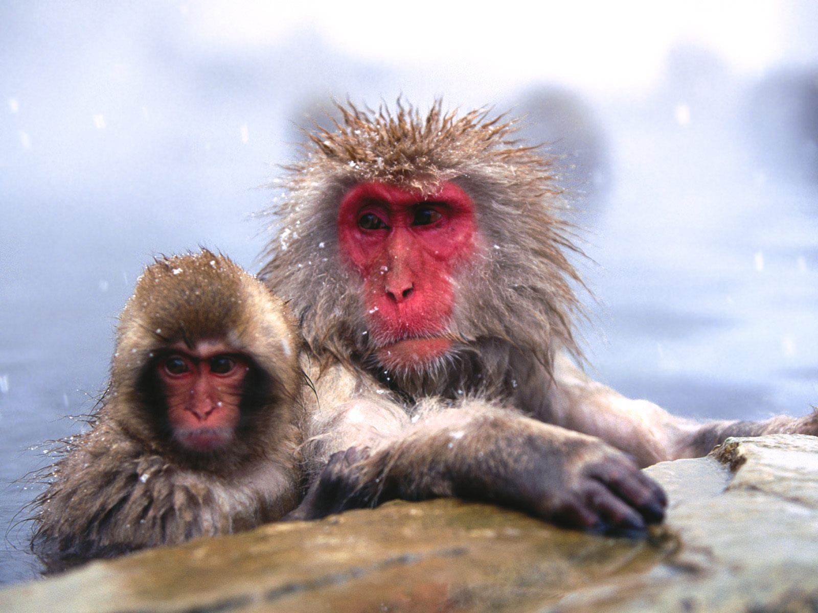 free Snow Monkey wallpaper wallpapers download