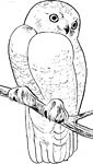 Snowy Owl coloring page