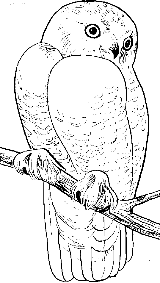 free Snowy Owl coloring page