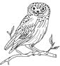 Snowy Owl coloring page