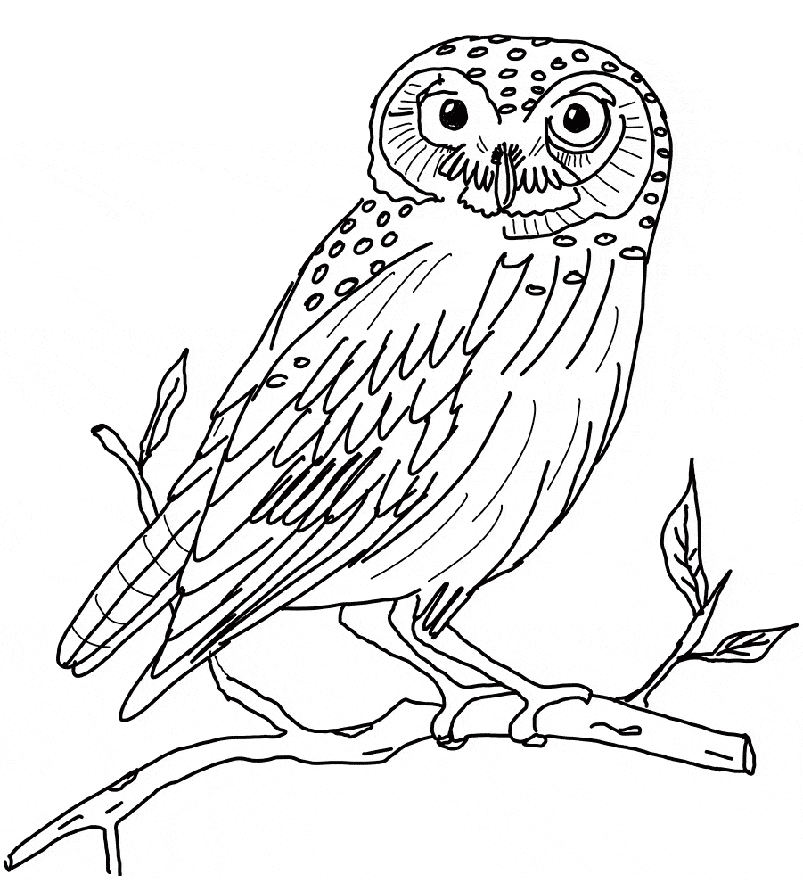 Snowy Owl coloring page - Animals Town - animals color sheet - Snowy