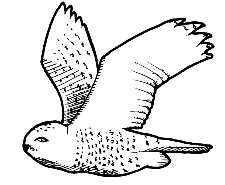 Free Snowy Owl coloring page.