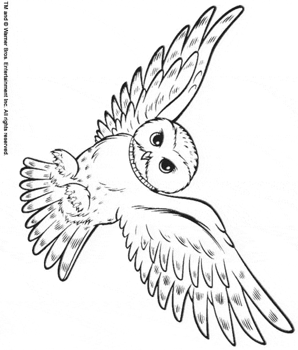 free Snowy Owl coloring page