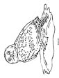 Snowy Owl coloring page