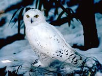 Snowy Owl image