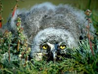 Snowy Owl image