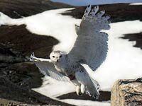 Snowy Owl