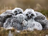 Snowy Owl chicks