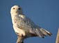 snowy owl