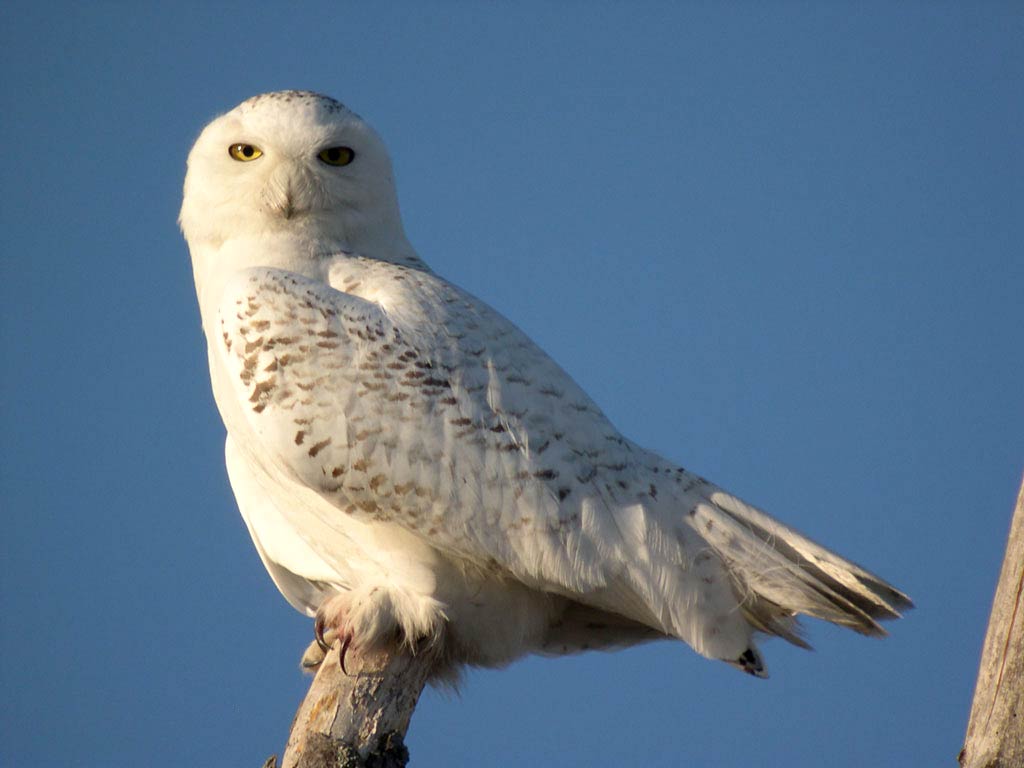 free Snowy Owl wallpaper wallpapers download