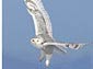 Snowy Owl wallpaper