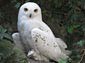 snowy owl wallpaper