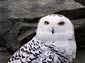 Snowy Owl wallpaper