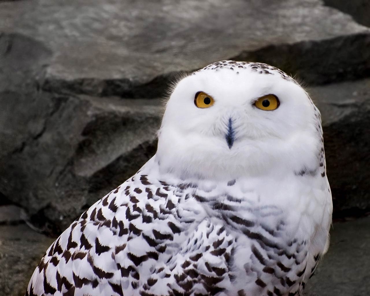 free Snowy Owl wallpaper wallpapers and background