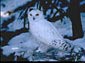 Snowy Owl wallpaper