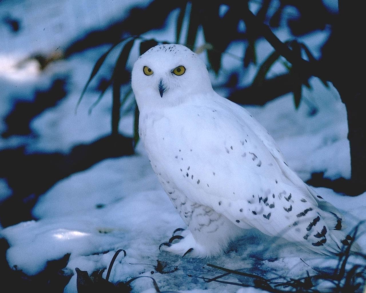 free Snowy Owl wallpaper wallpapers download