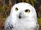 snowy owl desktop wallpaper