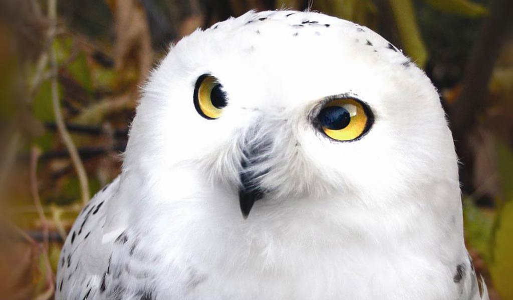 free Snowy Owl desktop wallpaper wallpapers Desktop and Mobile