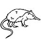 Solenodon coloring page